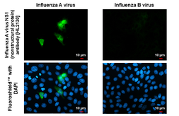 Anti-Influenza A virus NS1 (nonstructural protein) antibody [HL2130] used in Immunocytochemistry/ Immunofluorescence (ICC/IF). GTX638102